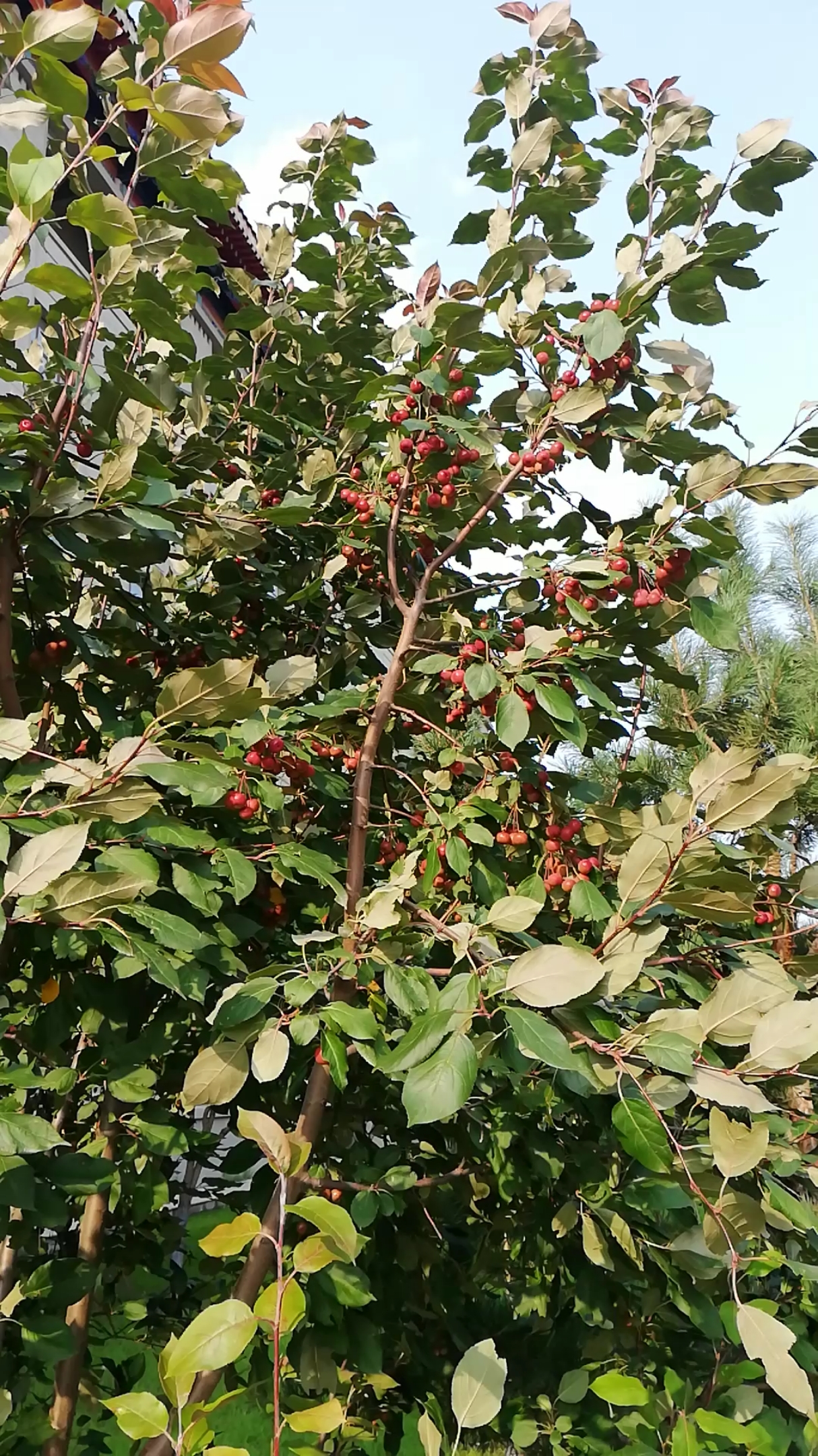 夏日旅行目的地#这个果谁认识?山丁子没有这么大吧?