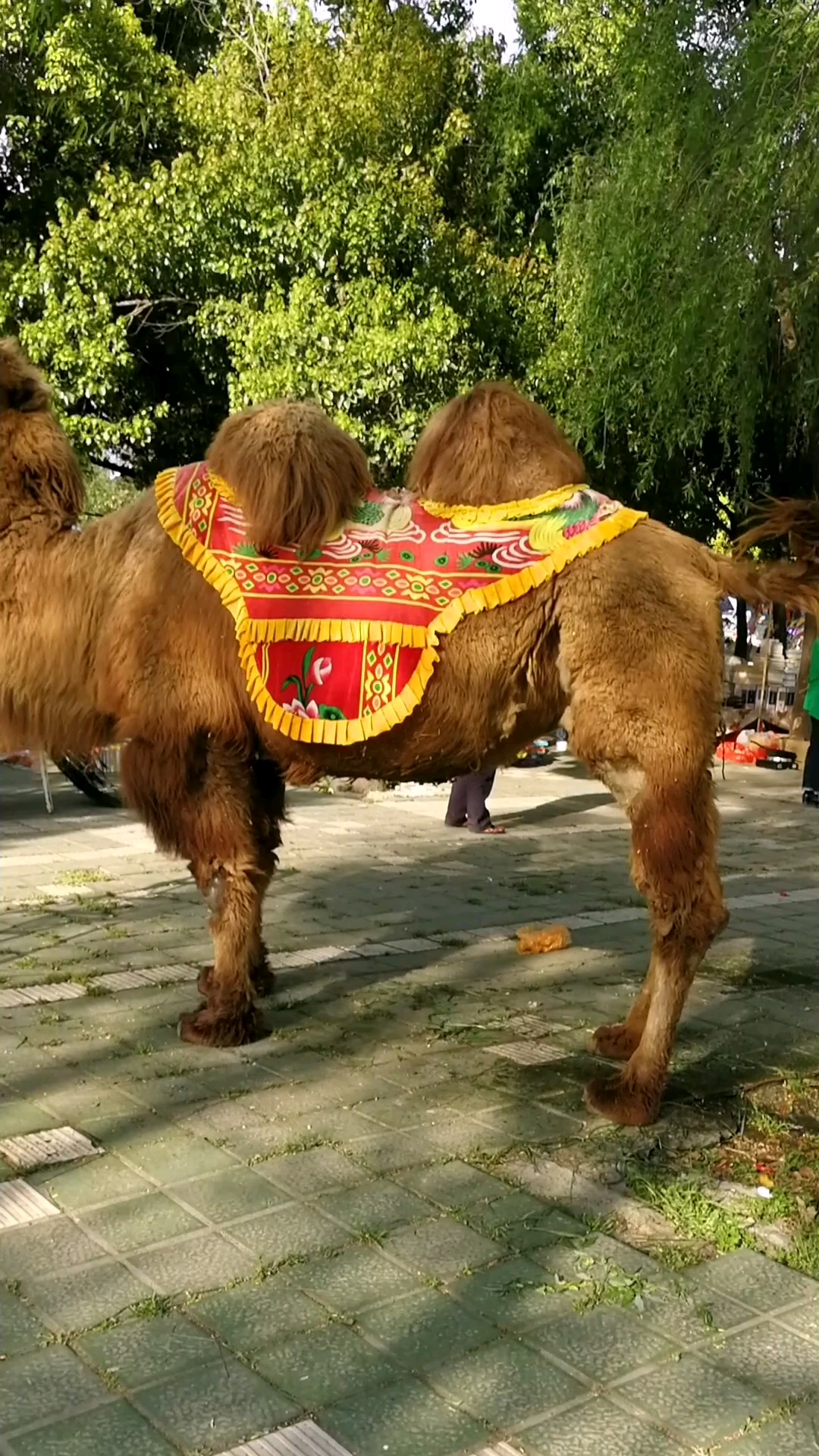 这大骆驼站着一动不动