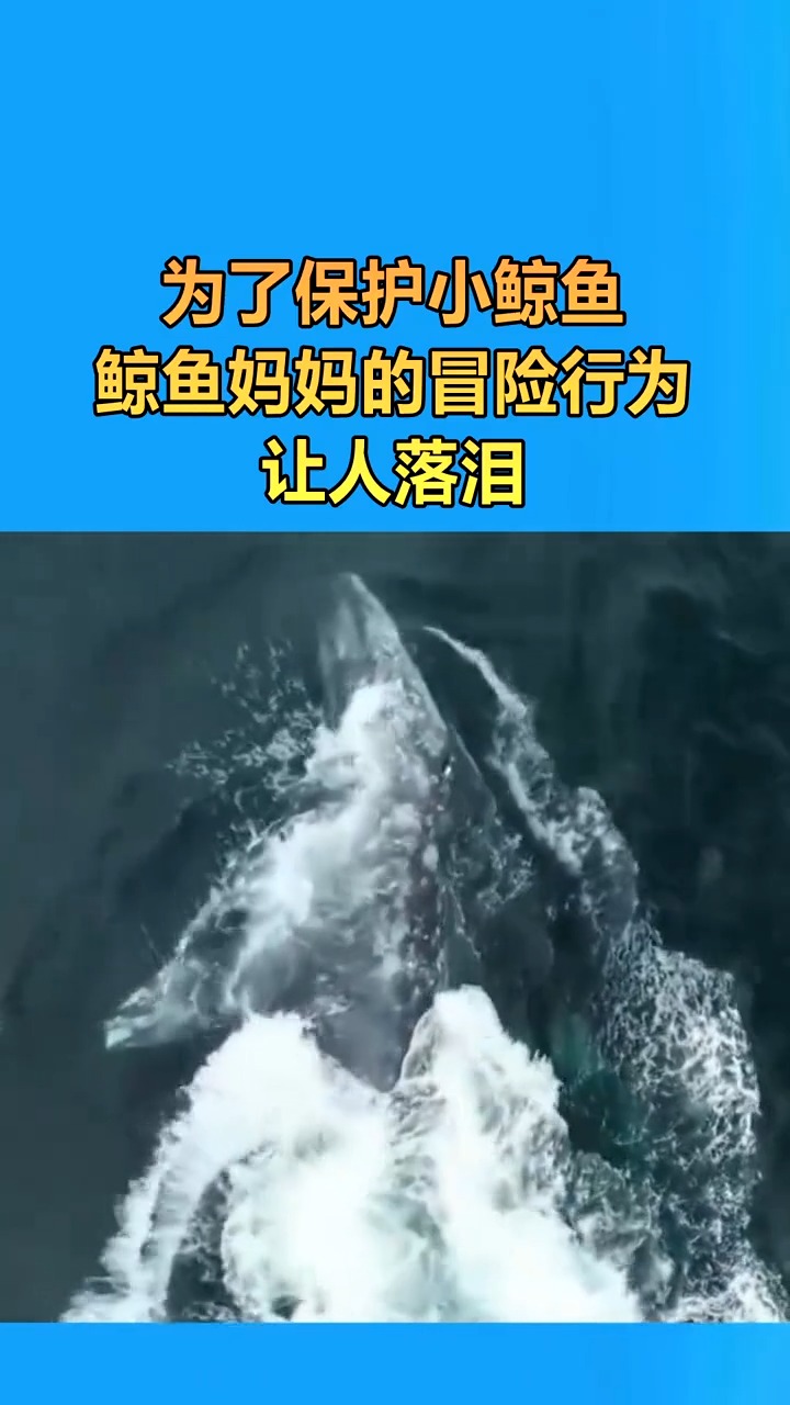 为了保护小鲸鱼,鲸鱼妈妈的冒险行为,让人落泪