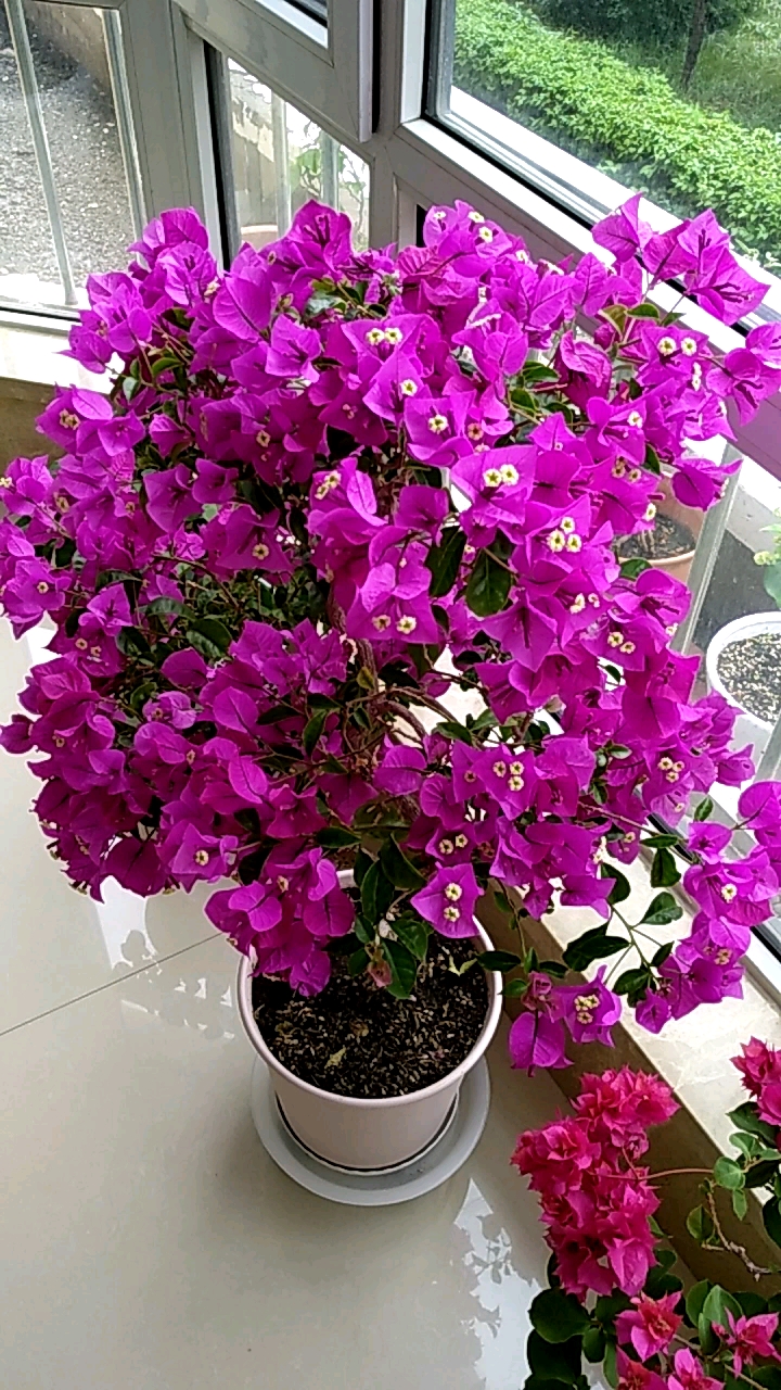 安格斯三角梅.2019.7.