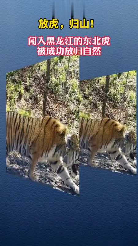 曾闯入黑龙江省密山市某村庄的东北虎,成功放归自然