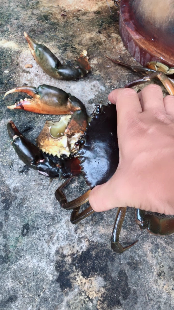 野生螃蟹,好比顶级的海黄,飞天茅台酒质级別一样,一只有一斤多?