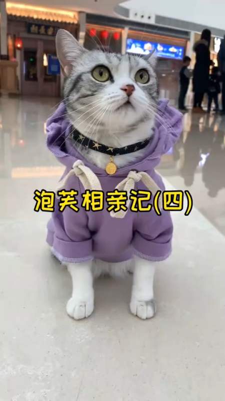 家有猫咪#泡芙和安生大战小柯基 两个小可爱终于统一