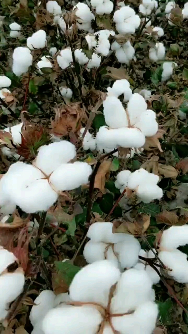 白花花的棉花