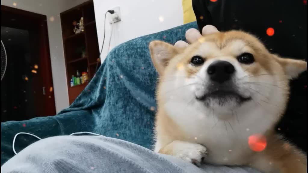 tina姐睡醒了开始发嗲了柴犬日常