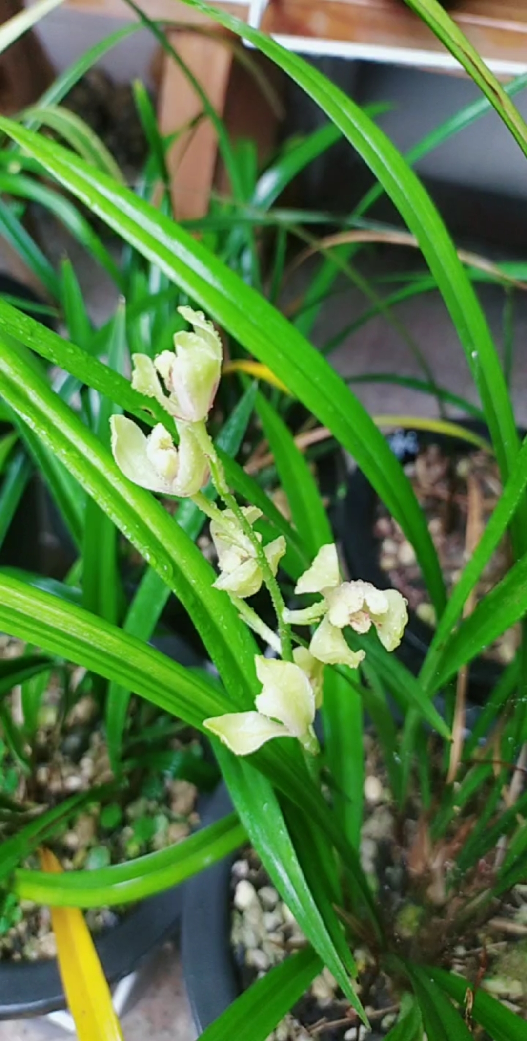 霁月梅～建兰梅瓣彩心,从五月至十一月可十几次来花,特香!