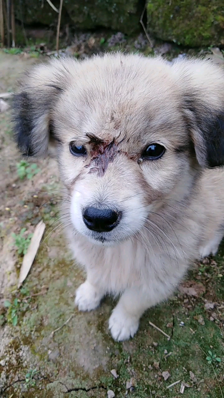 家中可爱的小狗受伤了,你们心疼吗?