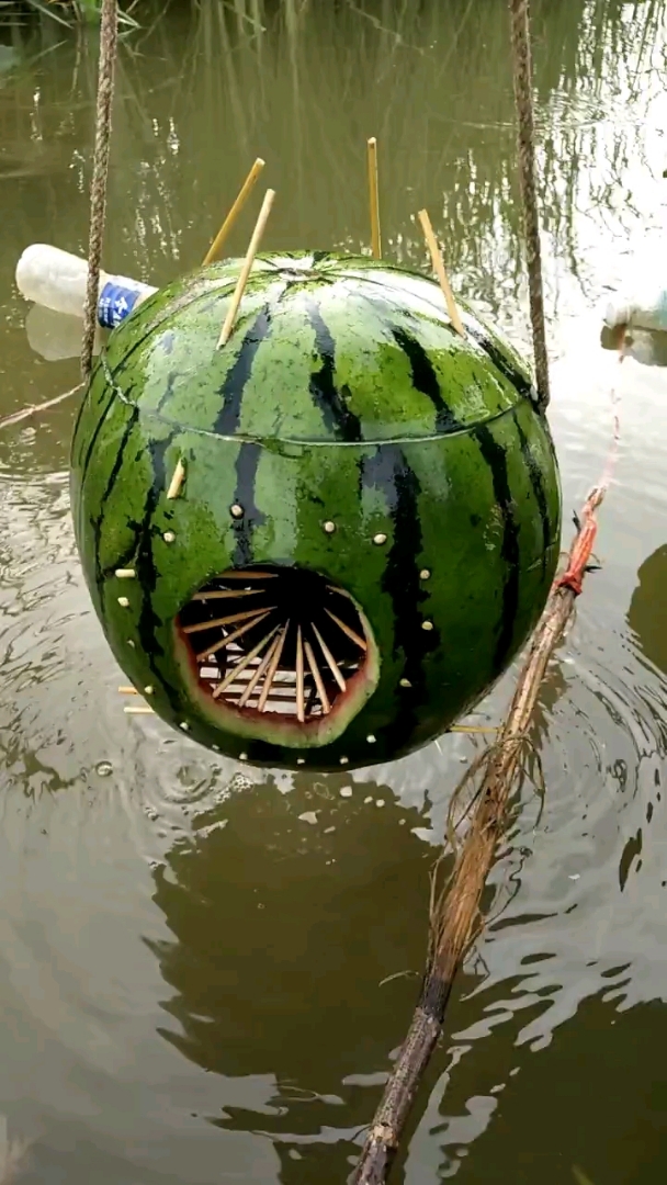 西瓜钓鱼神器,看收获
