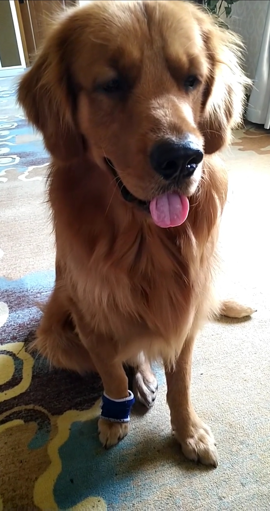 金毛#我只是丑,又不傻