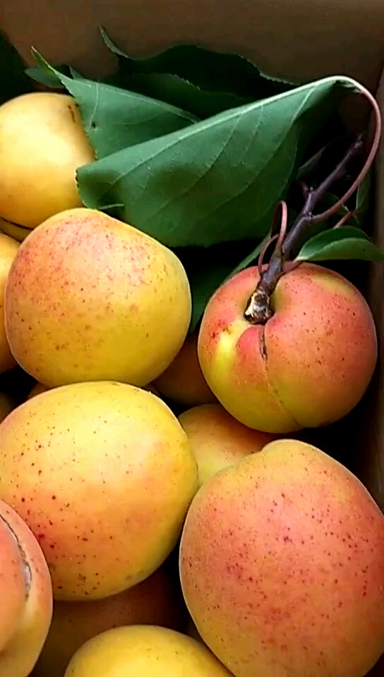 正宗孤山大杏梅