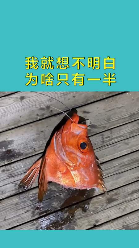 搞笑配音#我就想不明白,为啥只有一半了,真是太难了!