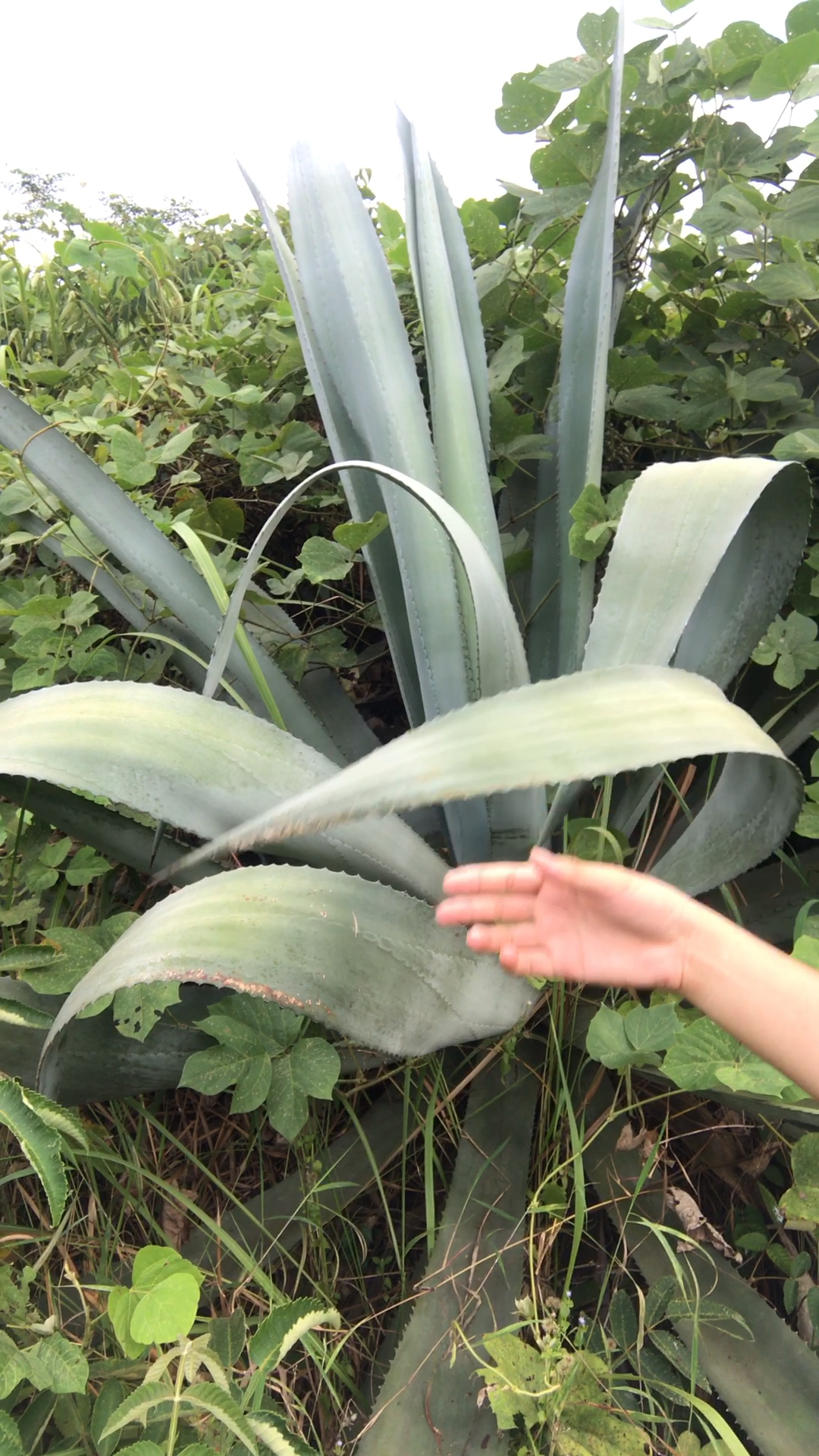 这个用客家话就叫"猪麻记",你那边叫什么?