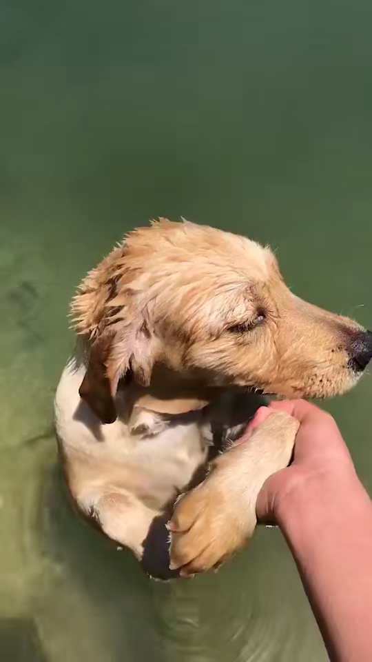 见识狗爬式游泳