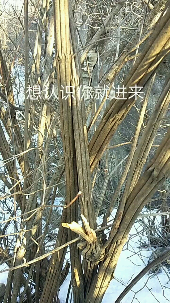 王八骨头木图片