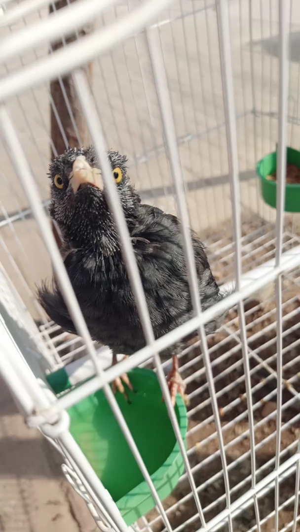 八哥大哥这两天在换毛,丑爆了