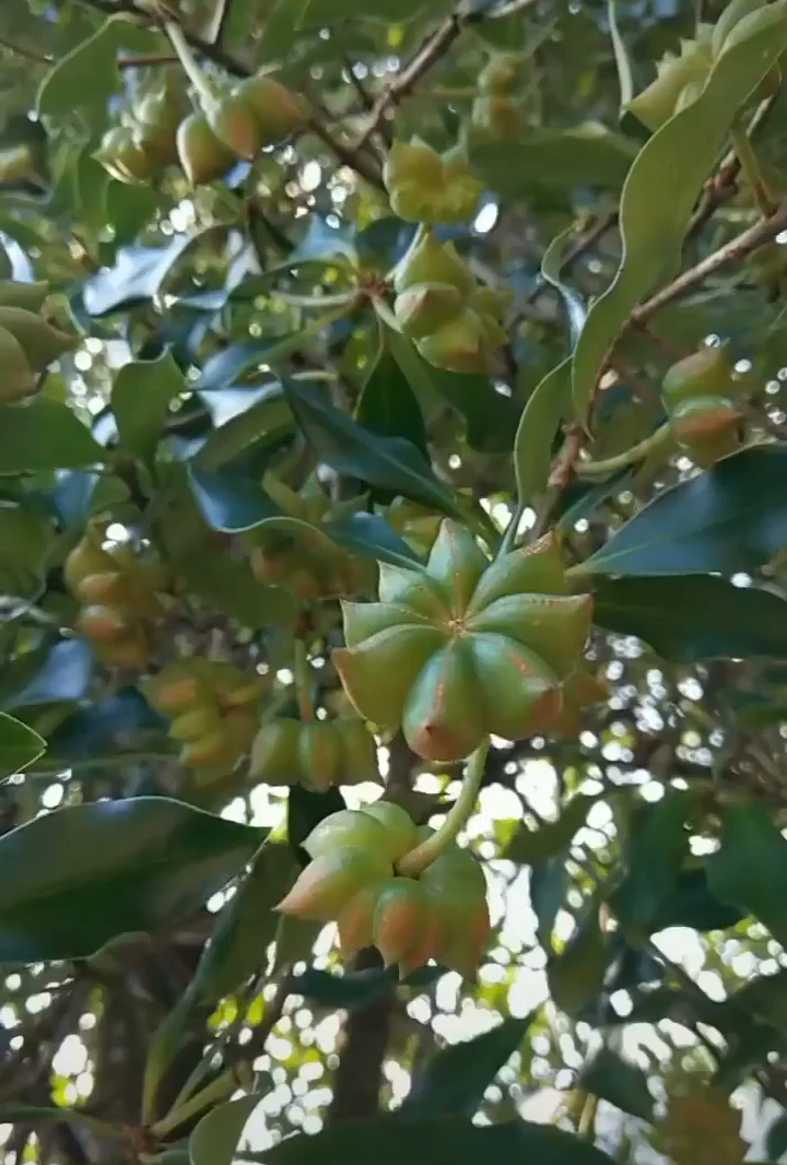 终于见到八角树啦,原来是这样的.