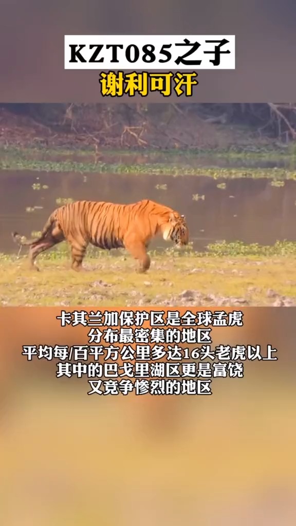 动物世界#谢利可汗kzt085之子 它的大体格和生存能力继承了085的基因