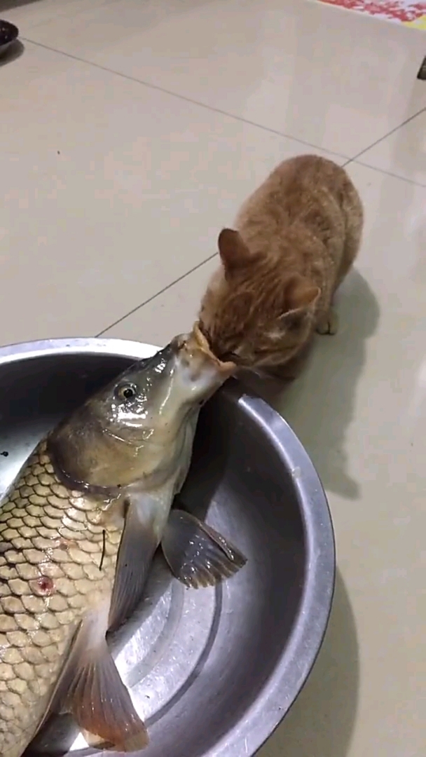 猫爱上鱼