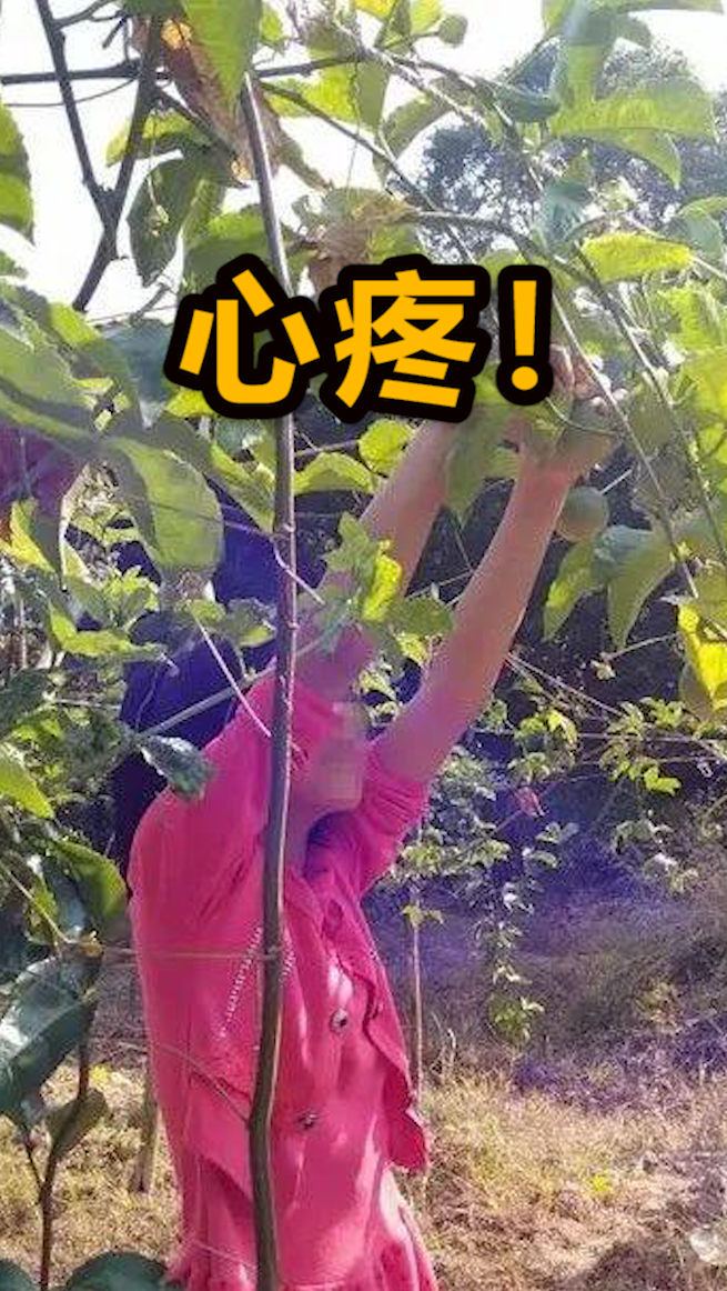 广西百香果女童案始末:凶手没钱,家属获赔32元-度小视