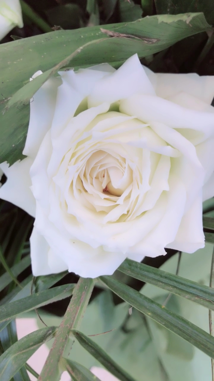 表情大比拼#白玫瑰太美了