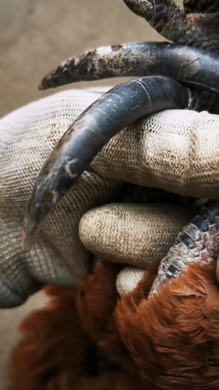 明星娱乐#家养十年公鸡的爪子,硬度堪比石头,最少得炖一天吧!