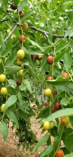 新郑市枣树研究所:红枣品种展播!