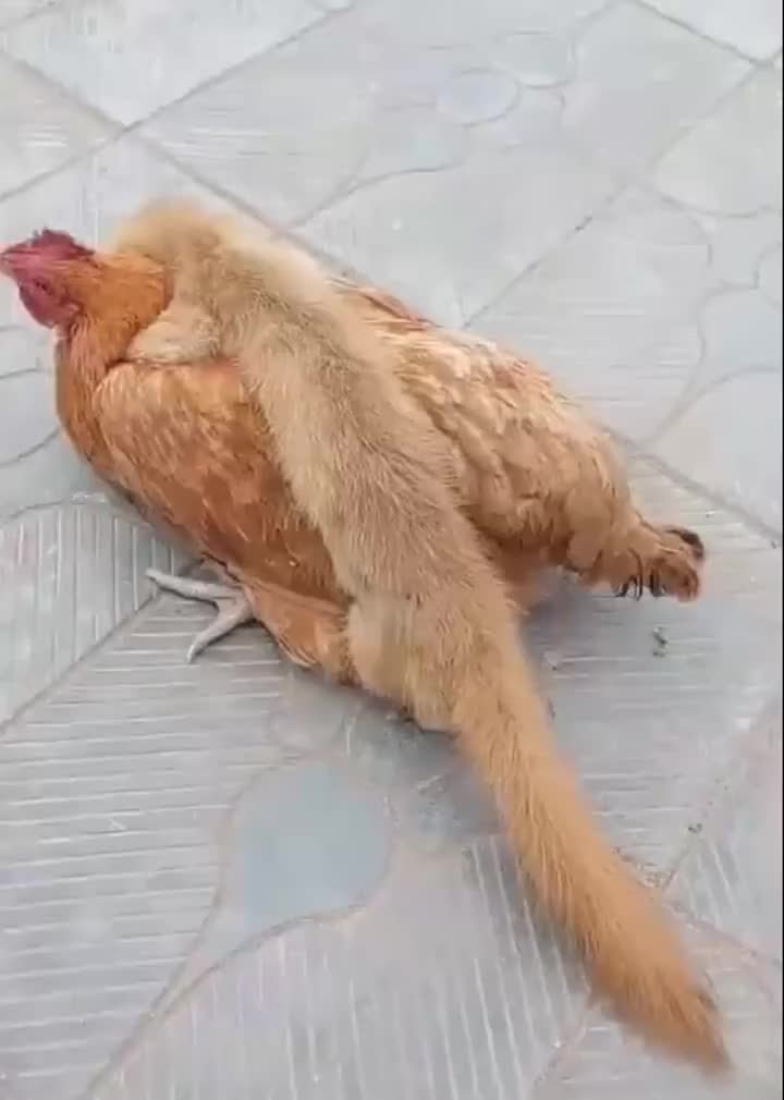 俗话说黄鼠狼给鸡拜年没安好心,这下被我碰上了