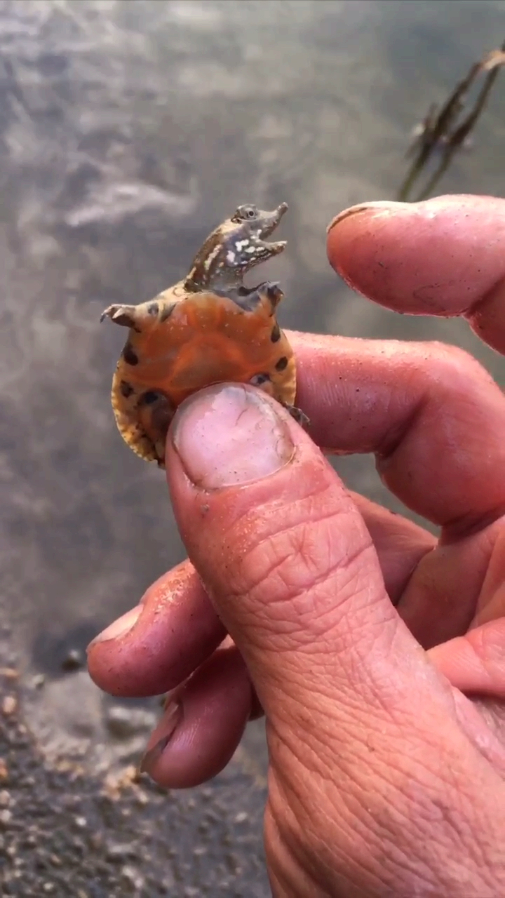 野生甲鱼#水边挖出来小甲鱼一枚,太可爱了放它走