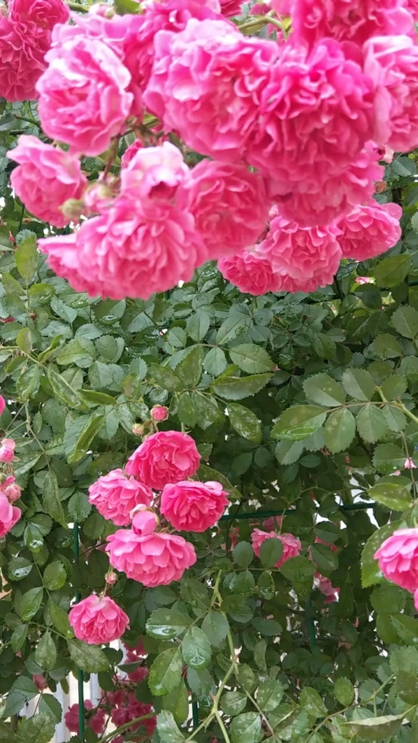 红罗莎莉红蔷薇,现在适合移栽了,成活率高,春天开花爆满