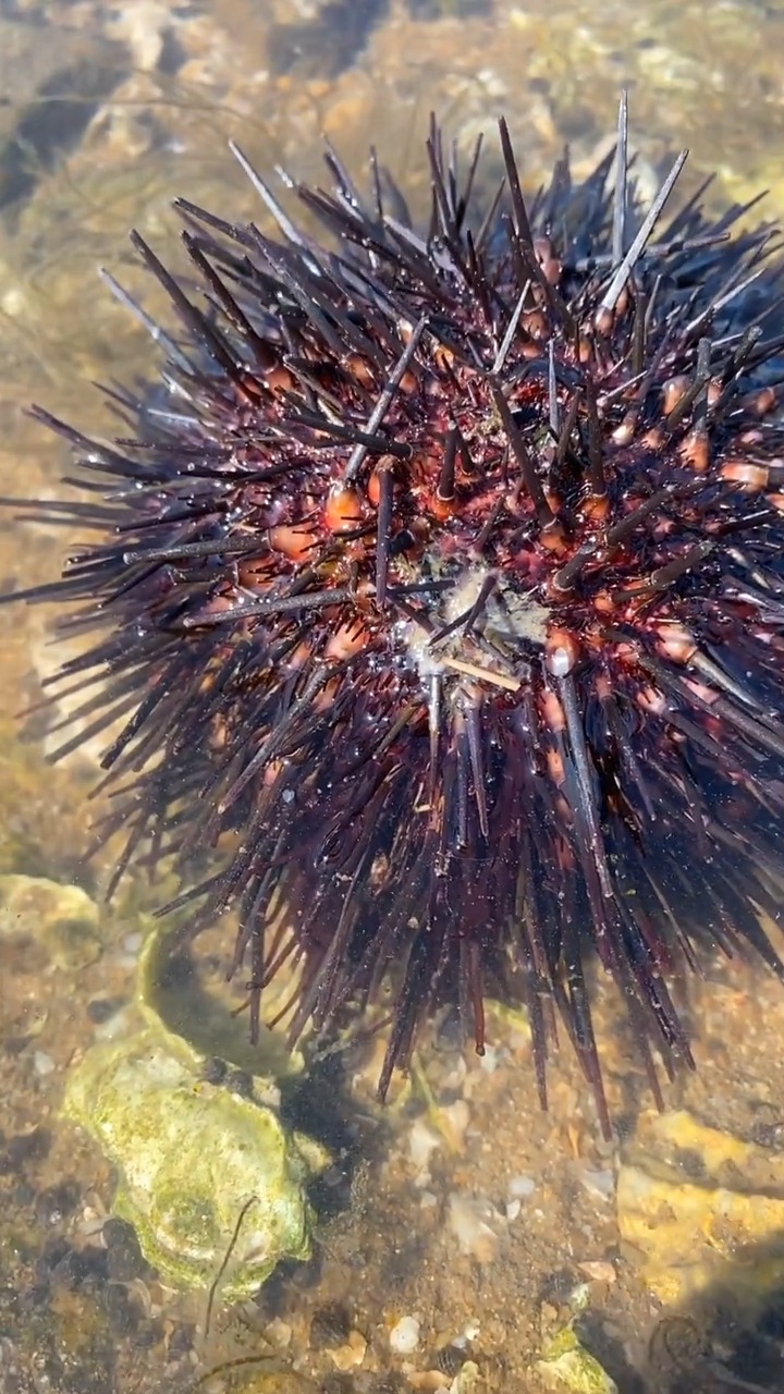 有敢盘这个长刺的海胆的嘛