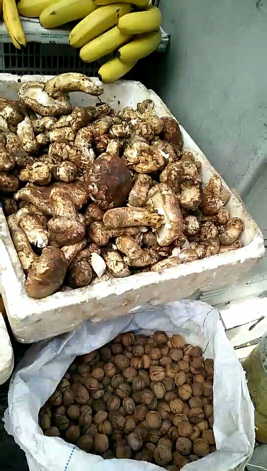 丹巴鲜松茸120一斤,你说贵不