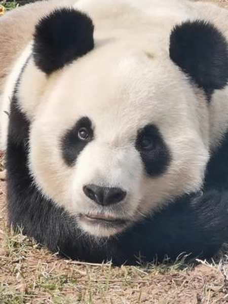 最新帅照来喽,虎粉在哪里,快来围观呦.#大熊猫金虎-全民小视频