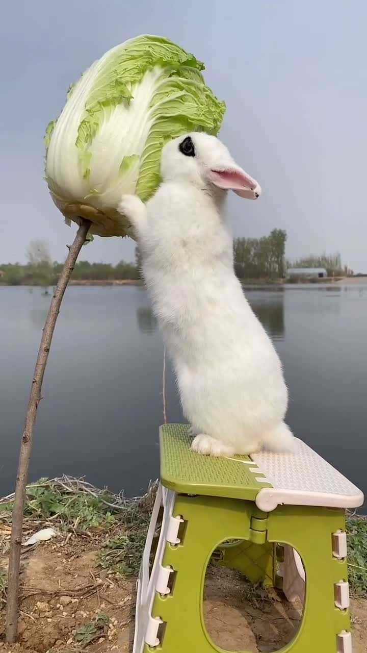 小白兔站着椅子啃白菜