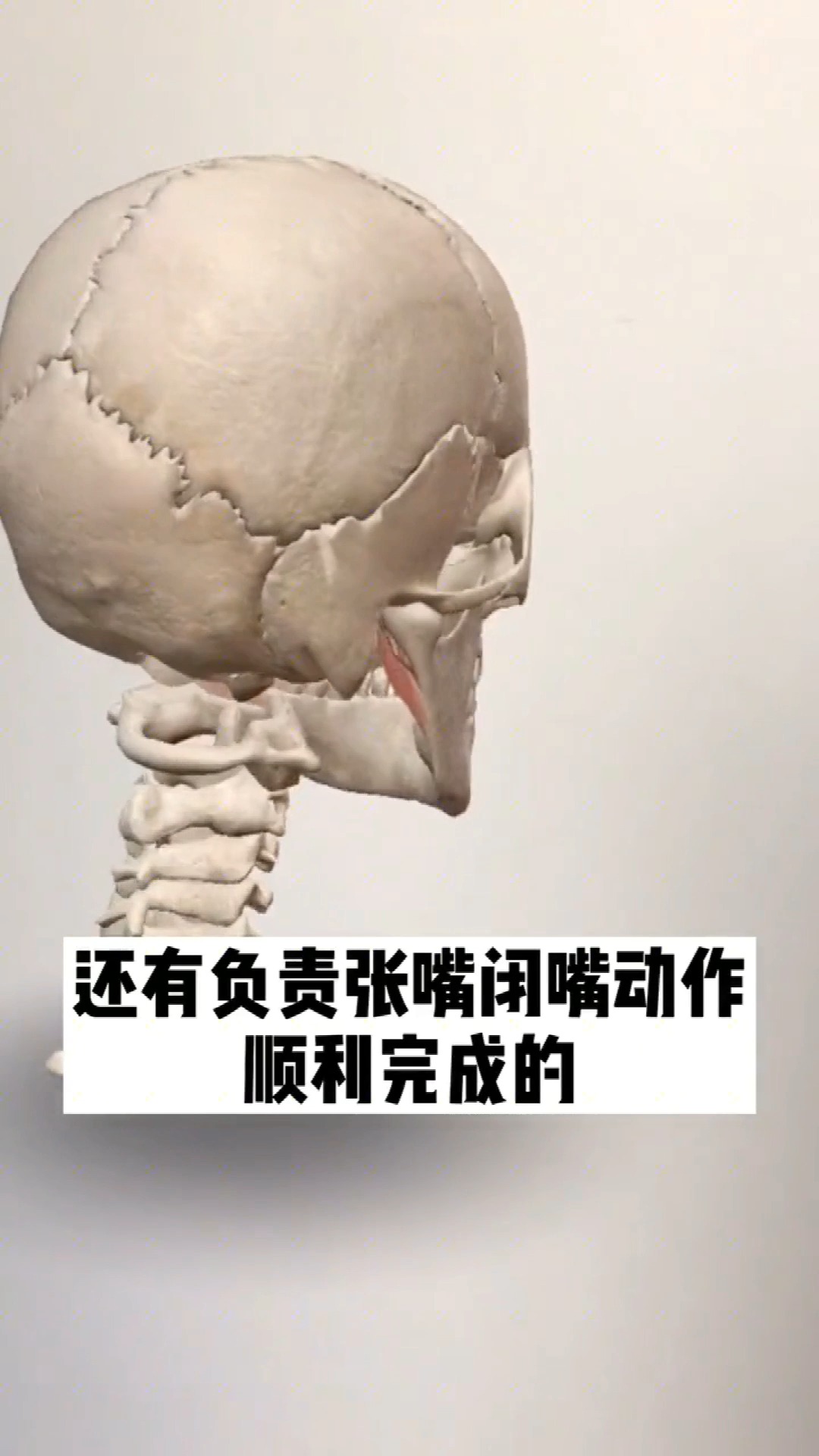 独竖一知##好知识#人类是如何完成咀嚼动作的