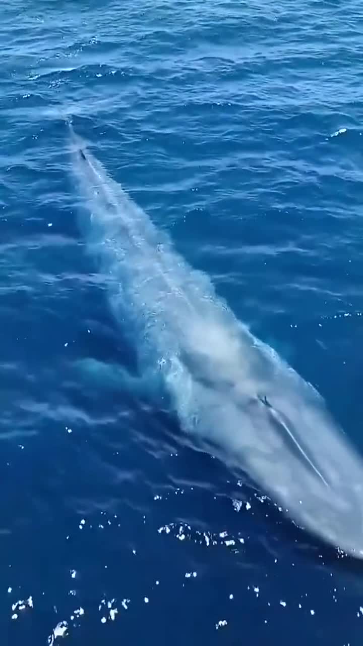 给大家分享一下深海的精灵,海洋霸主蓝鲸,蓝鲸越出海面十分罕见,拍摄