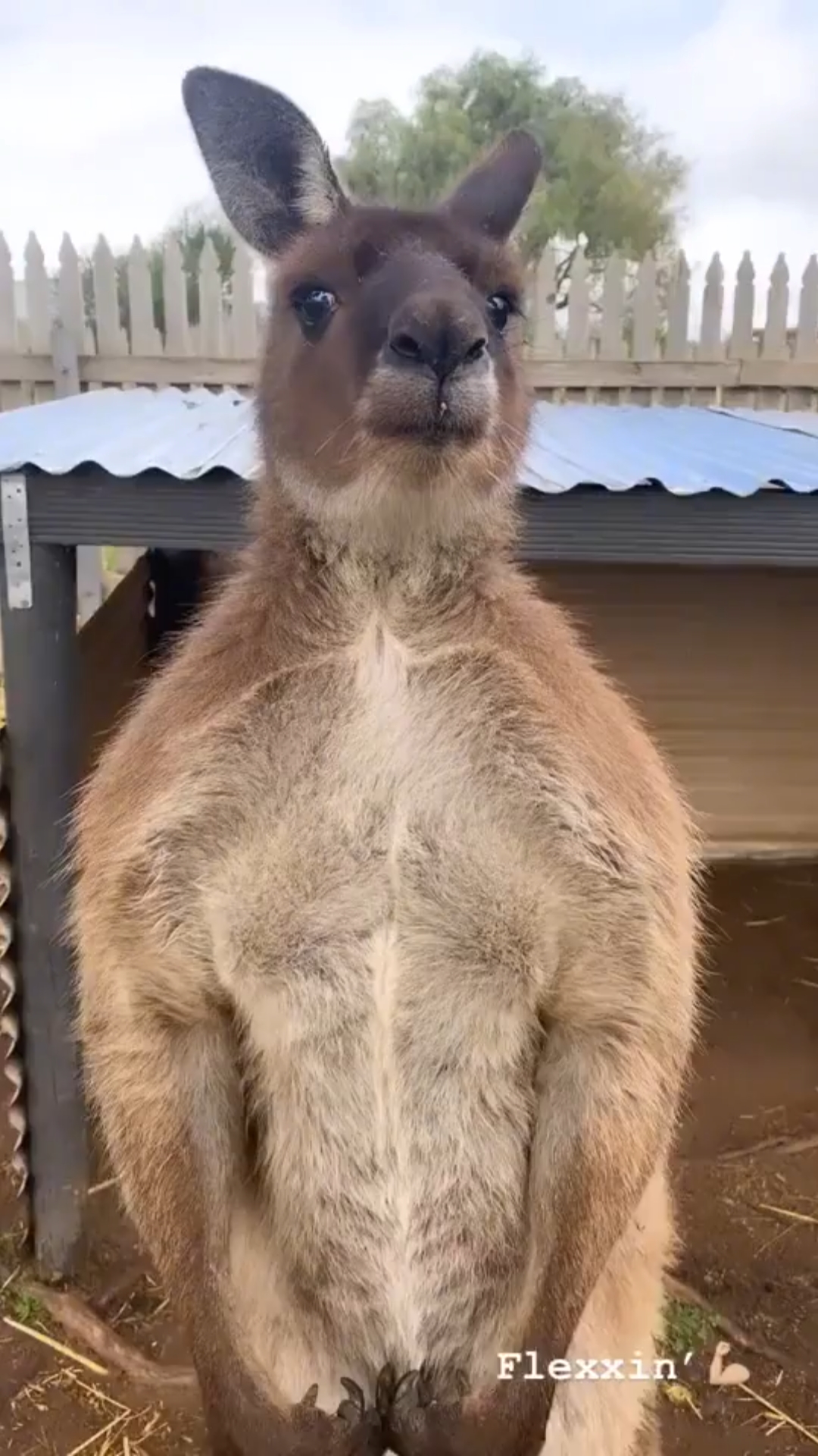 听说这只拳击袋鼠身价百万,你信不?