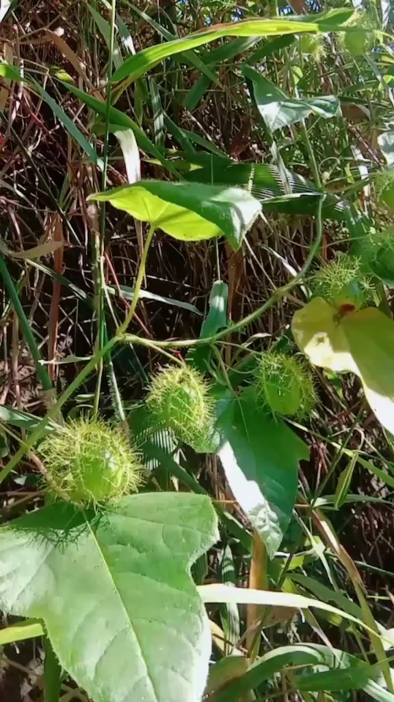 龙珠果和百香果的区别图片