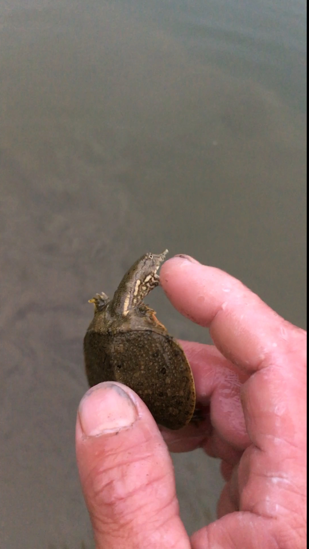 水边随便一摸就有一只可爱的小甲鱼,放它走