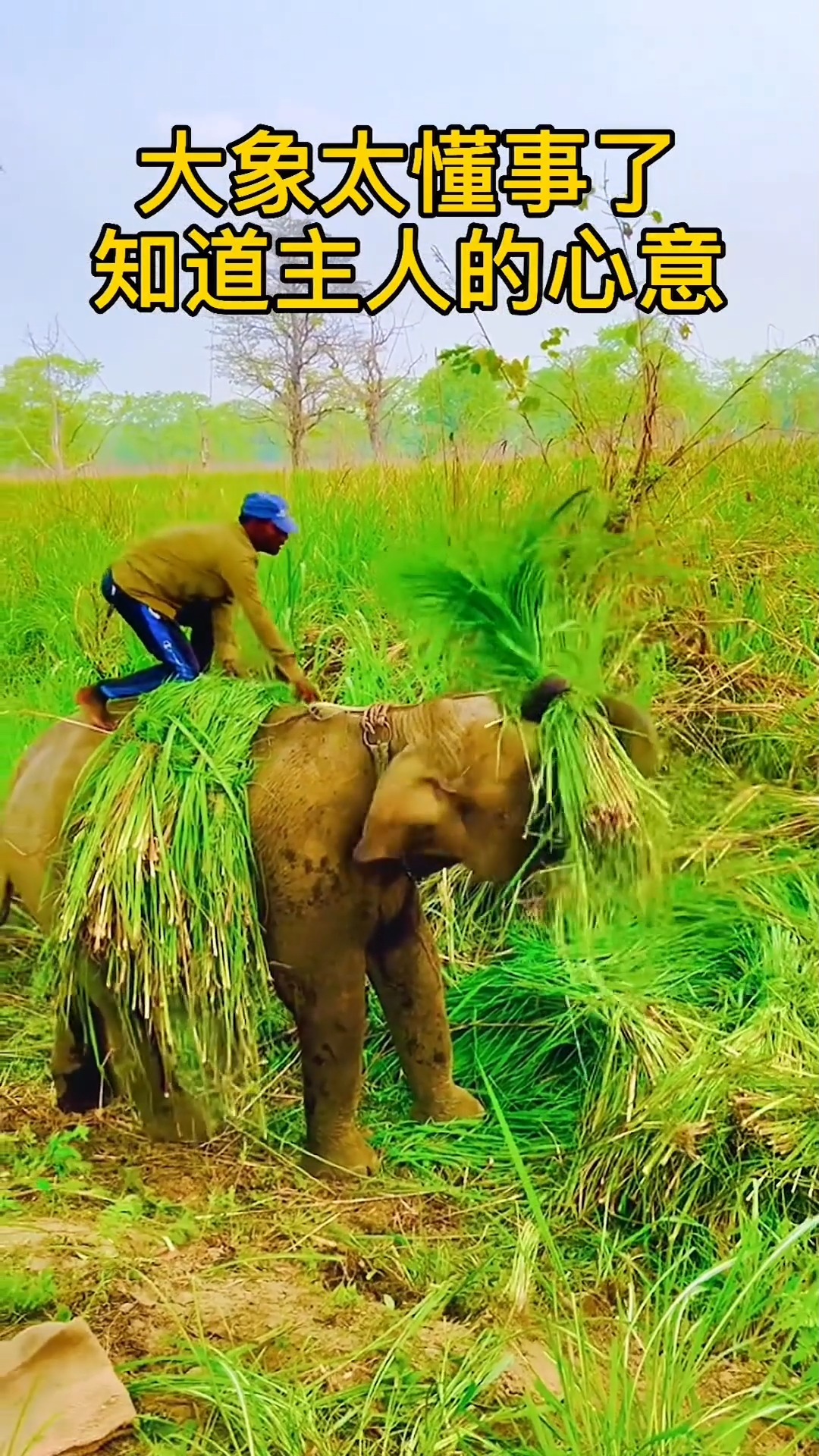 大象太懂事了还知道帮人干活
