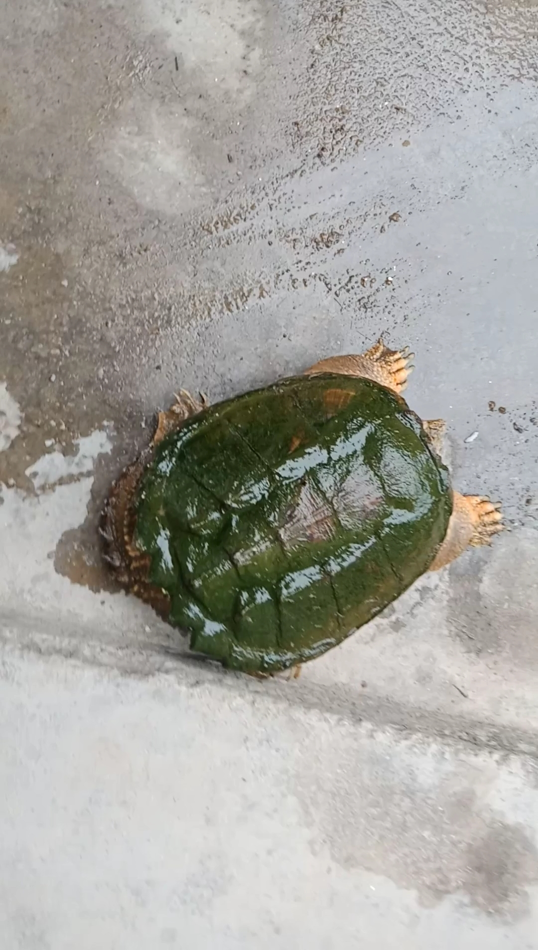 绿壳龟