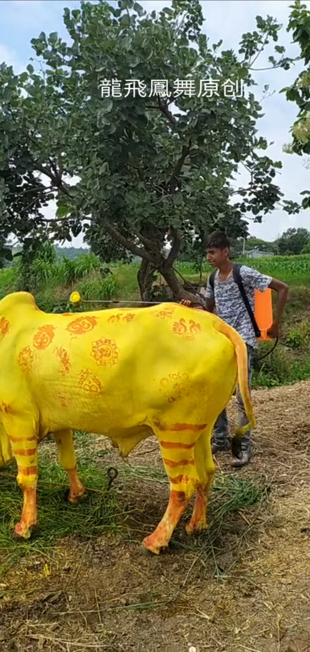 牛王擎天柱#五彩神牛