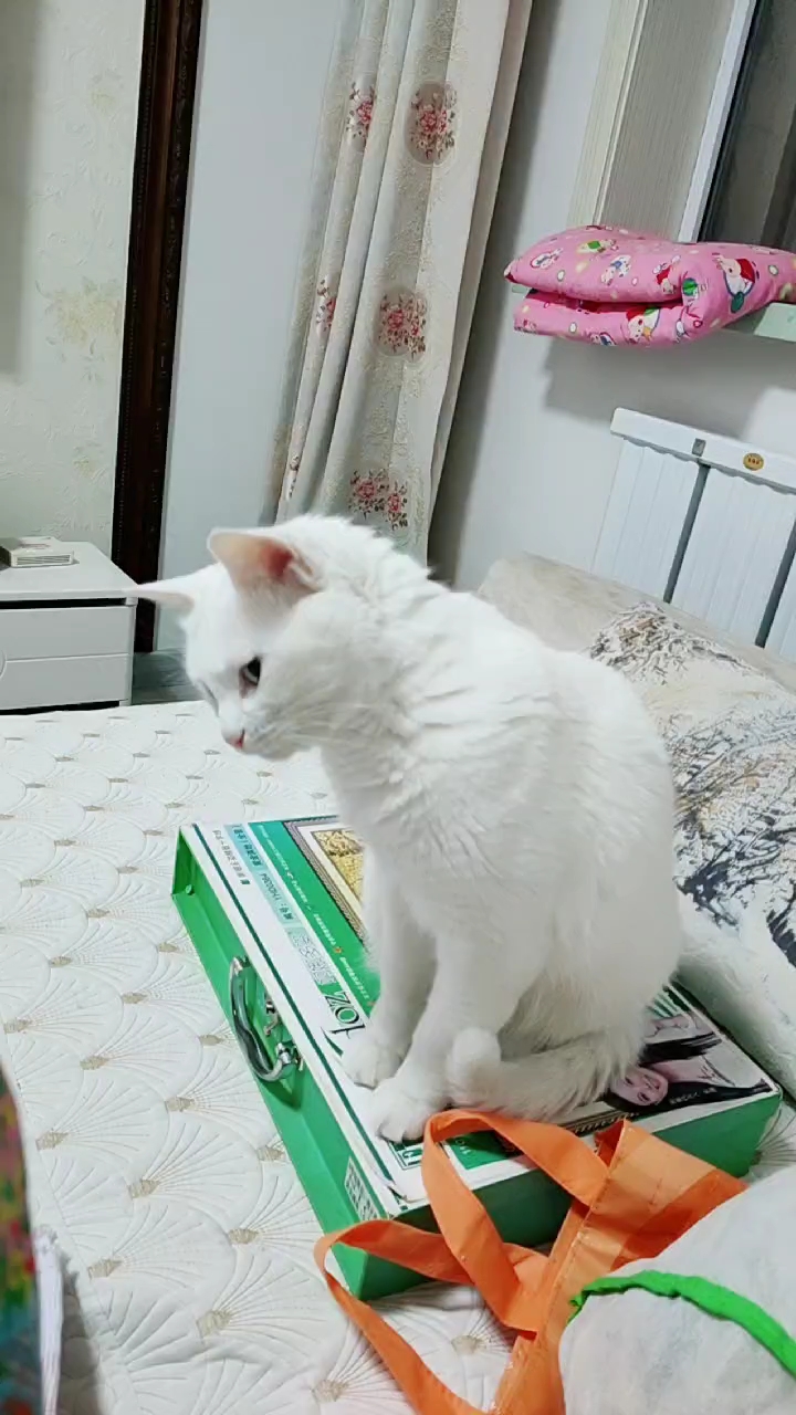 我是白喵喵#这是又看到什么东西了呀