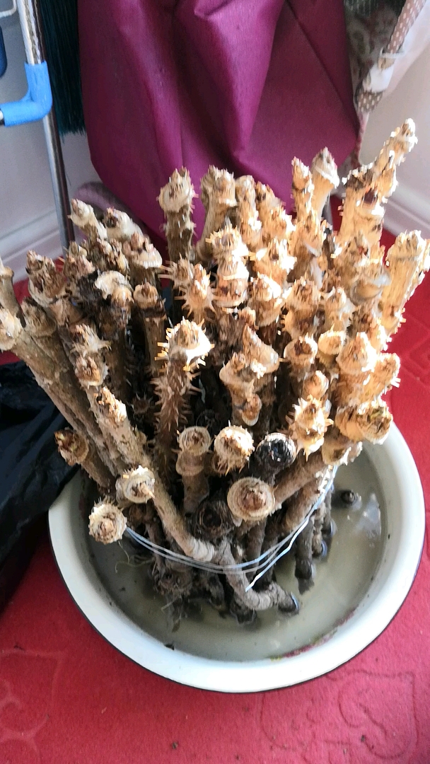 水培刺老芽喷水刺激发芽,双击加关注,视频持续更新