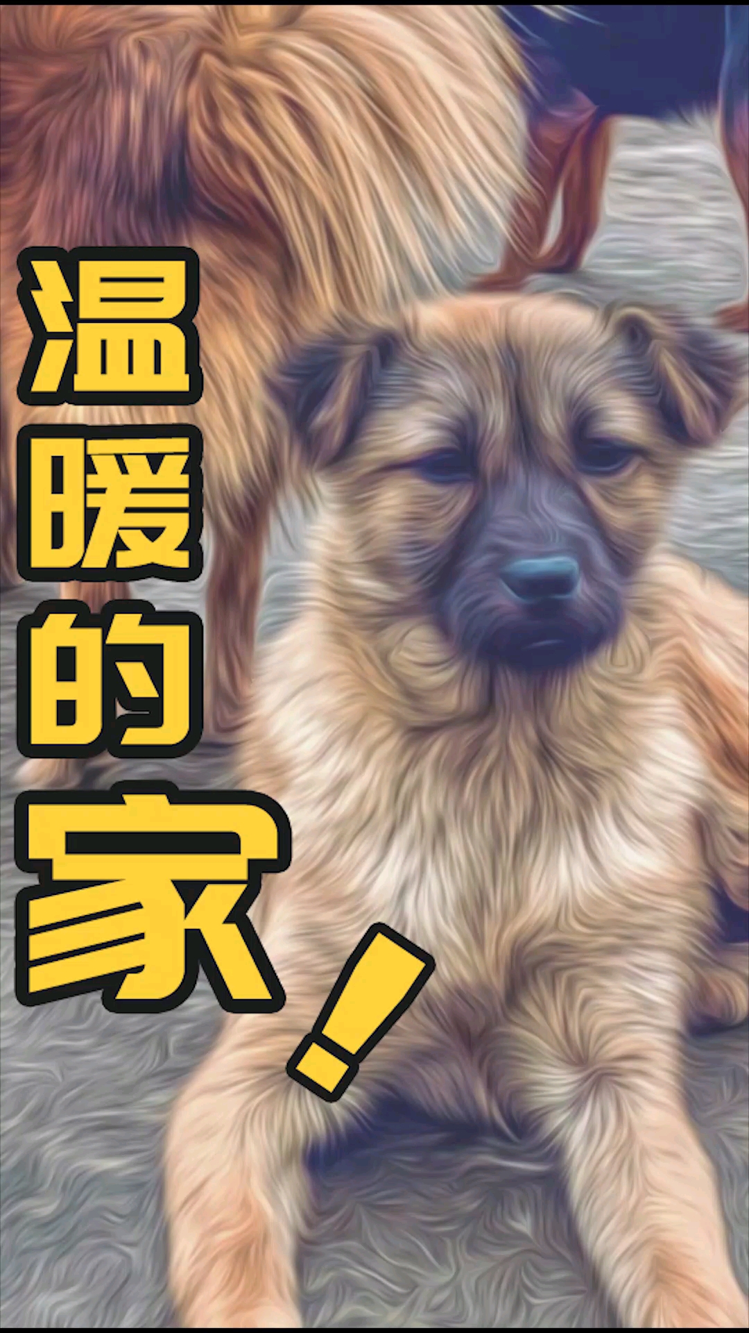 救助了这么多毛孩子,看看有你们家走丢的吗?(第二集)