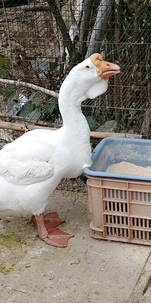 白色的狮头鹅,是非常罕见的.