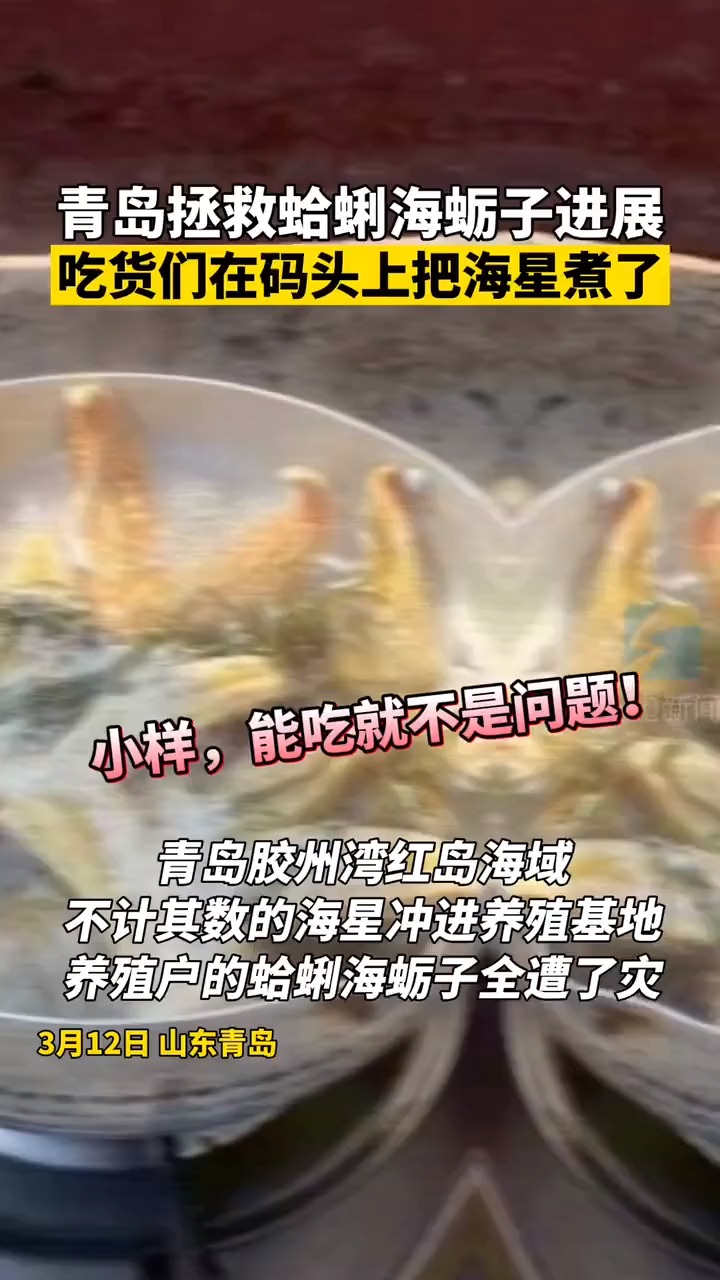 海星入侵胶州湾,蛤蜊海蛎子全遭了灾.