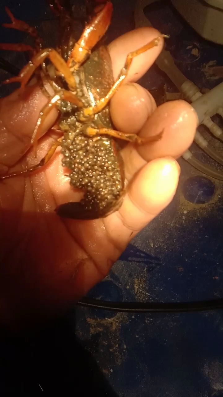 这个小龙虾籽已经开始孵化了,籽已经变黄了,关注我,看下个视频