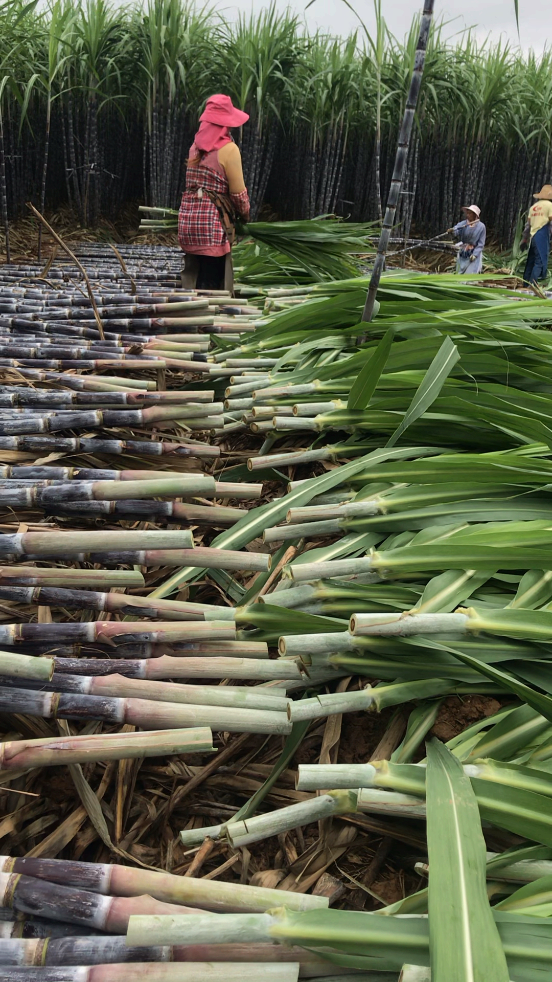 谁家养牛了,好多黑皮甘蔗叶子,没有要哦,浪费有点可惜了