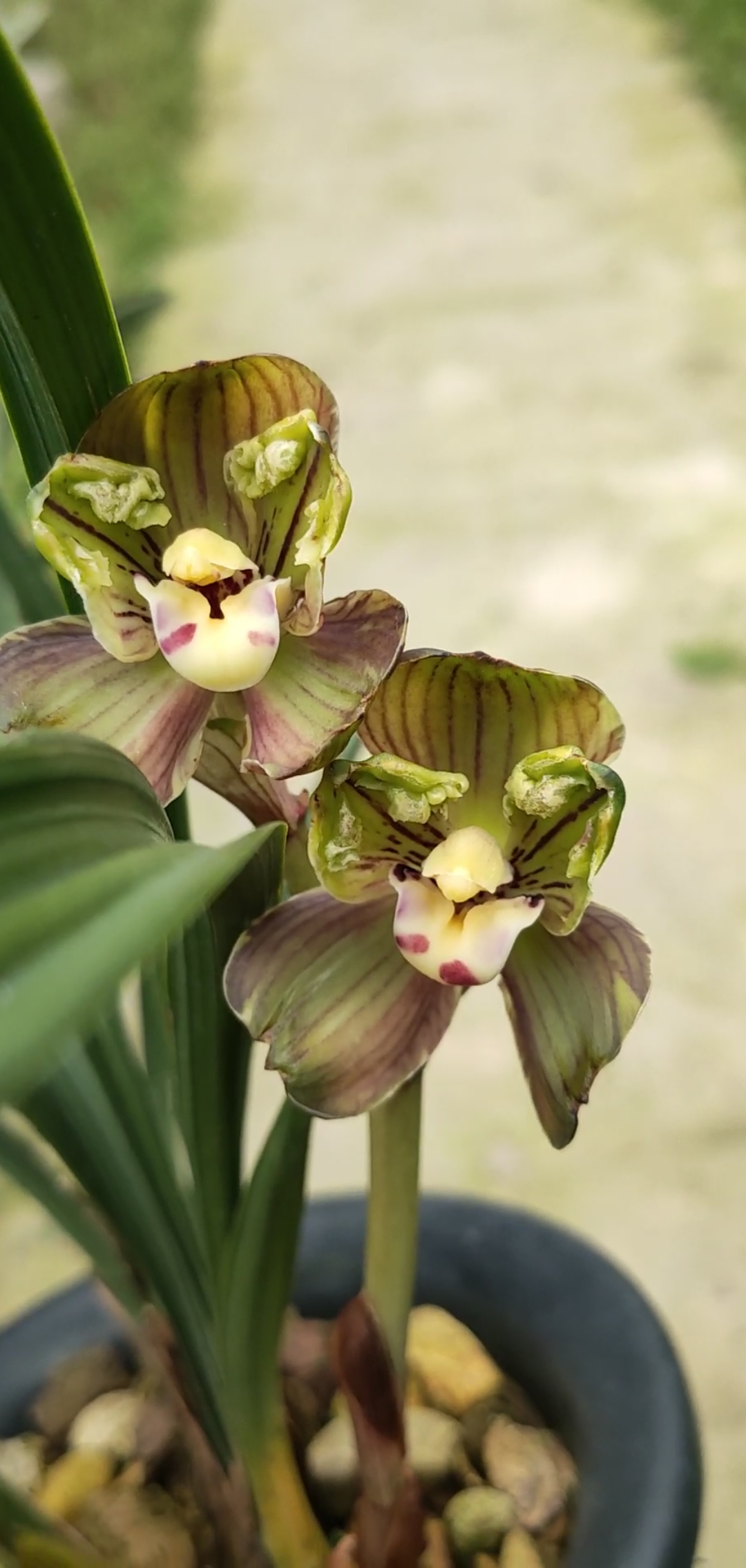 长乐梅五彩梅春兰荷梅花开了漂亮