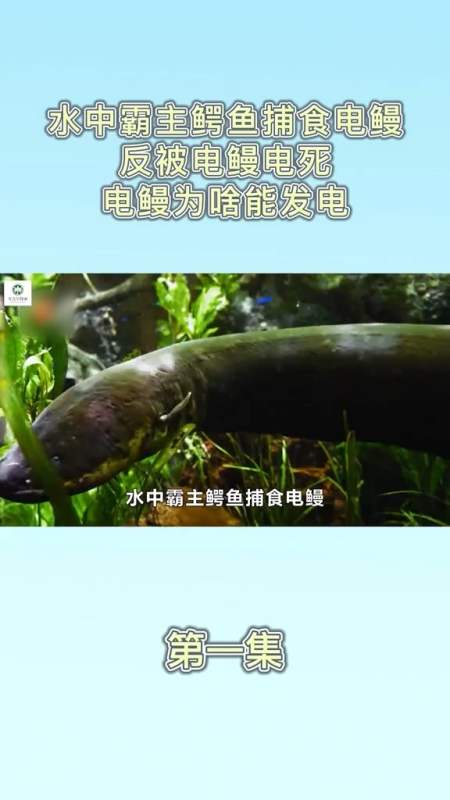 水中霸主鳄鱼捕食电鳗反被电鳗电死电鳗为啥能发电